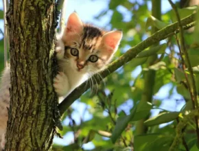 Γάτες: Ζεσταίνονται το καλοκαίρι;